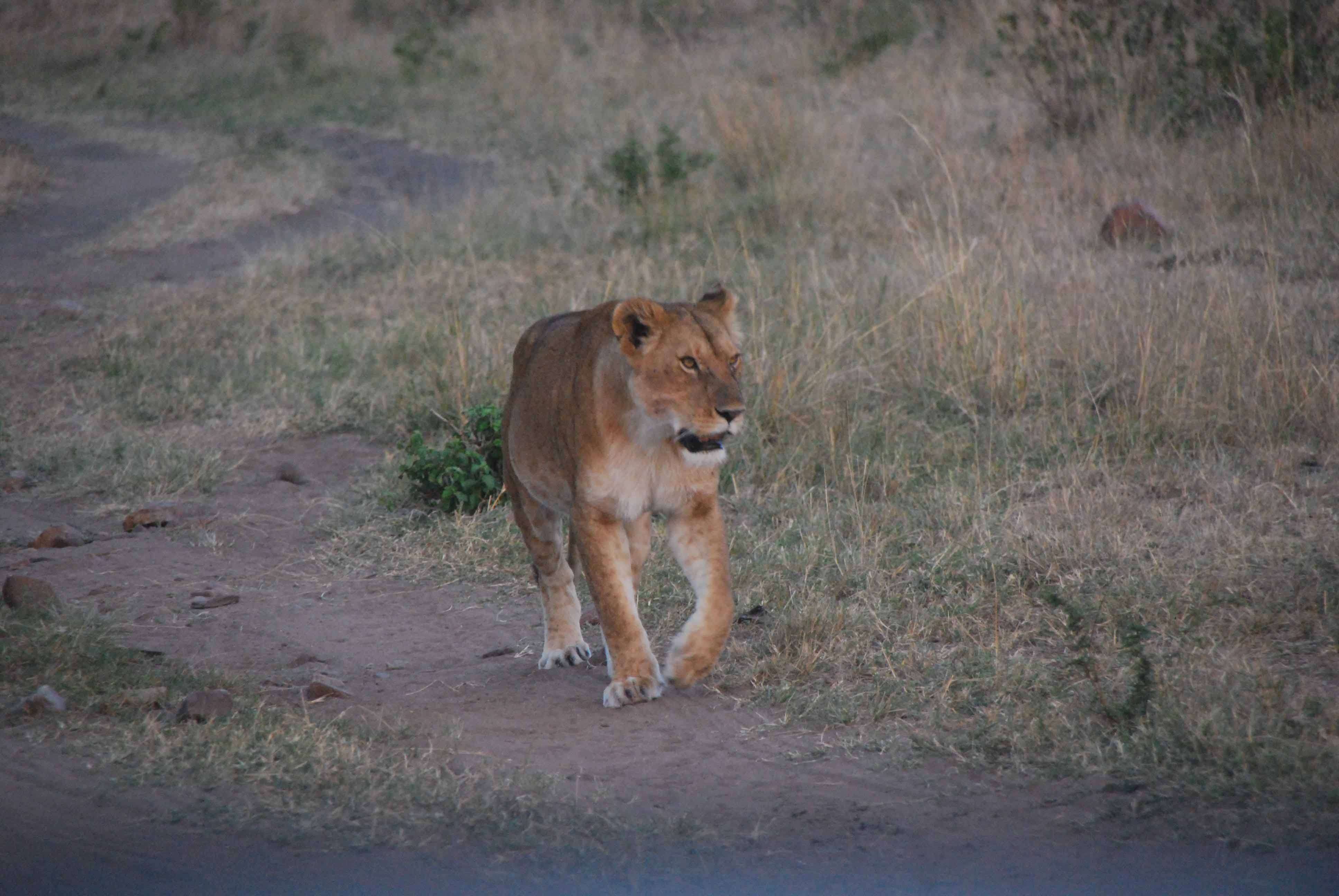 Regreso al Mara - Kenia - Blogs de Kenia - 7 guepardos, 2 rinos con mal genio y un leopardo (2)