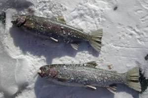Ice Fish
 ing Antero Park County