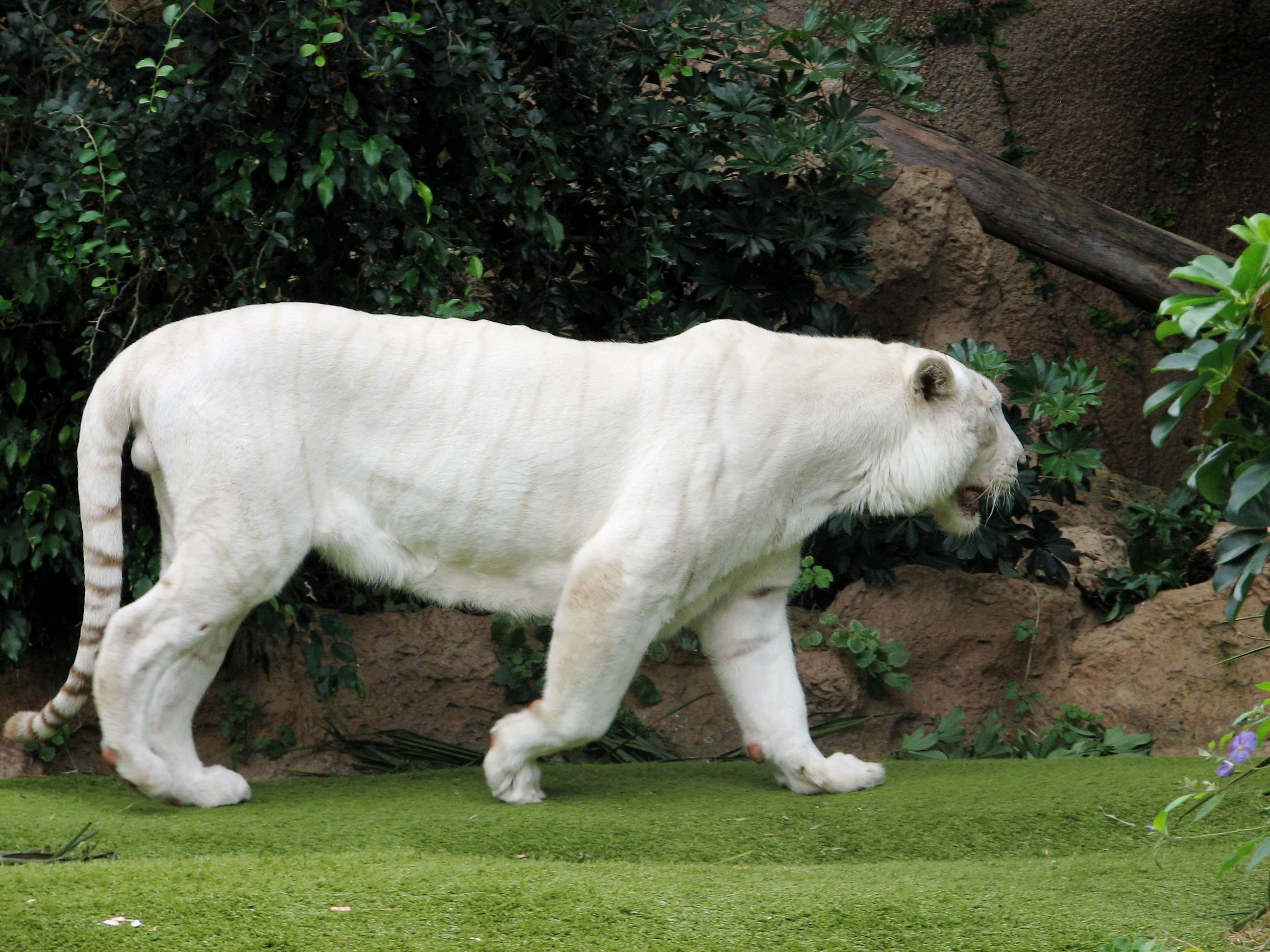 White Tigers | Life in Captivity